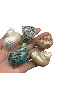 Pepperlonely 8 Pc Natural Large Mixed Turbo Sea Shells, Hermit Crab Shells, 1-14 Inch 2 Inch