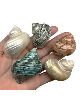 Pepperlonely 8 Pc Natural Large Mixed Turbo Sea Shells, Hermit Crab Shells, 1-14 Inch 2 Inch