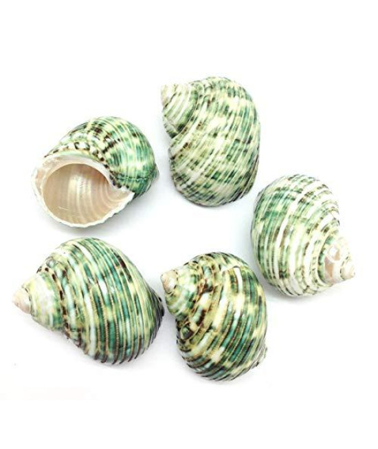 Pepperlonely 5 Pc Natural Hermit Crab Shells, Polished Green Turbo Sea Shells, 1-34 Inch 2-14 Inch