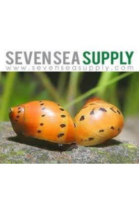 SevenSeaSupply 8 Live Nerite Snails Combo Pack - 4 Tiger Nerite Snails, 4 Zebra Nerite Snails - Live Snails