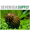 SevenSeaSupply 8 Live Nerite Snails Combo Pack - 4 Tiger Nerite Snails, 4 Zebra Nerite Snails - Live Snails