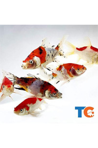 Toledo Goldfish Live Shubunkin and Sarasa Goldfish Combo for Ponds or Aquariums - USA Born and Raised - Live Arrival Guarantee (4 to 5 inches, 50 Fish (25 of Each))