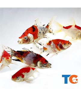 Toledo Goldfish Live Shubunkin and Sarasa Goldfish Combo for Ponds or Aquariums - USA Born and Raised - Live Arrival Guarantee (4 to 5 inches, 50 Fish (25 of Each))
