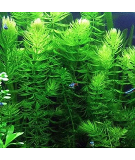 Hornwort Ceratophyllum Live Aquarium Plant Planted Tank Beginner - Buy 2 Get 1