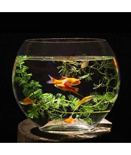 Smilewx Fish Tank Flat Mouth Glass Goldfish Tank Oval Ultra White Transparent Glass Mini Aquarium For Desk Offices Bedrooms25Cm