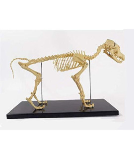 Medical Anatomical Canine (Dog) Skeleton Model, Small Size