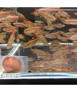 White Cloud Mountain Minnow (Size M) - 12 Pack