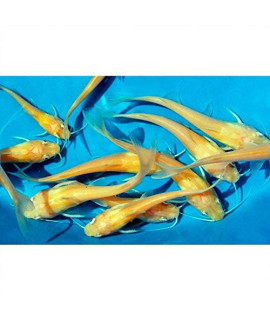 Albino Channel Catfish 1" - 1.5" Live Aquarium Koi Pond Fish Tank Aquaponics (100 Fish)