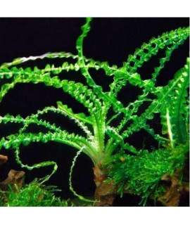 Crinum Calamistratum Live Aquarium Plants Easy Aquatic Plants