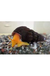 3 x Live Orange Poso Sulawesi Rabbit Snails - Live Freshwater Snail - Aquarium Cleaner Snails