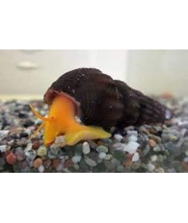 3 x Live Orange Poso Sulawesi Rabbit Snails - Live Freshwater Snail - Aquarium Cleaner Snails
