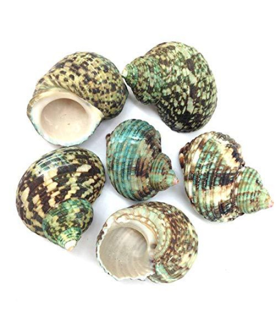 Pepperlonely 6Pc Natural Thick Large Silver Mouth Green Turbo Hermit Crab Sea Shells Crafts Fish Tank Wedding, 1-34Inch 3 Inch