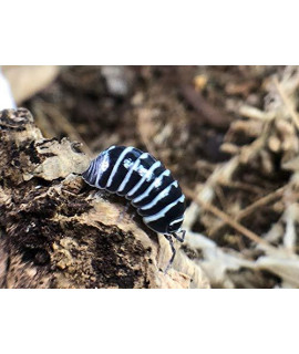 Zebra Armadillidium Isopods Live Insects Roly Poly Cleanup Crew for Terrarium Reptile Pet Food
