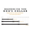 Wolfgang Man & Beast Premium Adjustable Dog Training Collar, Made in USA, Quetzal Print, Small (5/8 Inch x 8-12 Inch)