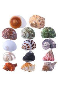 14PcS 14 Kind Natural Hermit crab Shells Size 1 - 35, Opening 08 - 15 Hermit crab Supplies Pearl Turbo Seashell for DAcor