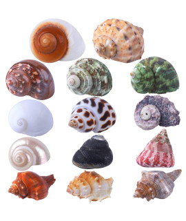 14PcS 14 Kind Natural Hermit crab Shells Size 1 - 35, Opening 08 - 15 Hermit crab Supplies Pearl Turbo Seashell for DAcor