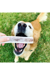 Smart Cookie Premium Elk Antler for Dogs - All Natural, Long Lasting Whole or Split Grade A Antler Dog Chew - Naturally Shed & Sustainably Sourced in The USA - Large Whole Antler (4 - 6.5 oz)
