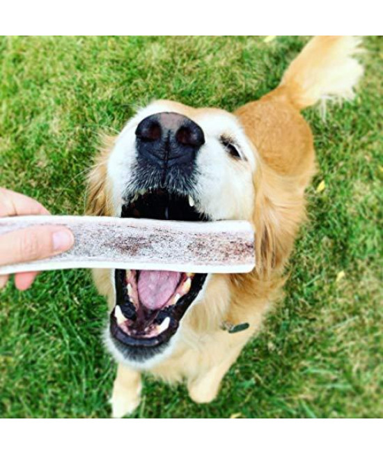 Smart Cookie Premium Elk Antler for Dogs - All Natural, Long Lasting Whole or Split Grade A Antler Dog Chew - Naturally Shed & Sustainably Sourced in The USA - Large Whole Antler (4 - 6.5 oz)
