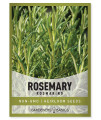 Gardeners Basics, Rosemary Seeds For Planting - It Is A Great Heirloom, Non-Gmo Herb Variety- Great For Indoor And Outdoor Gardening