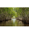 Red Mangrove Seedling | Rhizophora Mangle | 3 Large Live Plants | Saltwater Aquarium Reef Filtration Aquatic Foliage | Shoreline Restoration & Protection