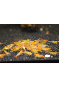 Generic 10 Neocaridina Freshwater Aquarium Shrimps 14 To 12 Inch Long Pick Your Colors (Orange Rili)