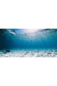 Awert 48X18 Inches Polyester Ocean Floor Background Undersea Ocean Floor Aquarium Background Tropical Tank Background