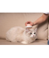 Pet Life ? 'Scwubba' Handheld Bathing Brushing and Massaging Soft Flexible Grooming Pet Comb