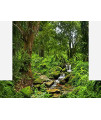 Reptile Habitat Background; Rain Forest with Stream, for Bio Deep Hybrid 18Lx18Wx42H Terrarium, 3-Sided Wraparound