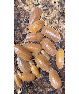 Giant Orange Porcellio Scaber Isopods Live Roly Poly Cleanup Crew for Terrarium Reptile