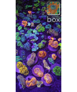 10 Live Coral Ricordea Frags Reef Saltwater