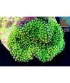 10 Live Coral Ricordea Frags Reef Saltwater