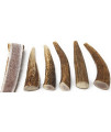 Big Dog Antler Chews 6 Pack for Small Dogs | All Natural Organic Deer and Elk Antler Dog Chews | 0 to 20 Pounds