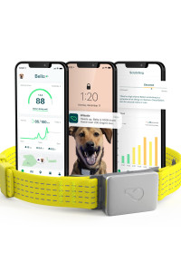 Whistle Switch GPS + Health + Fitness Smart Dog Collar, 24/7 Dog GPS Tracker Plus Dog Health & Fitness Monitor, Sleek Design, Waterproof, 2 Rechargeable Batteries, for Dogs 5lbs and up (Yellow) XS/S