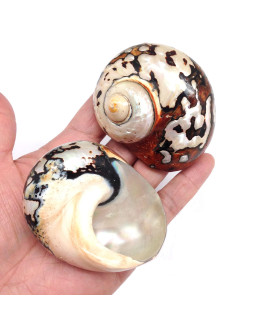 Pepperlonely 2 Pc Hermit Crab Shells, Turbo Shells, African Sarmaticus Turbo Shell, 2 Inch 2-12 Inch