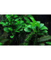 Marcus Fish Tanks - 3 Anubias Nana Barteri Pots Easy Live Aquarium Plants Buy 2 GET 1