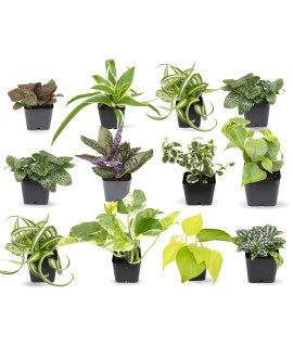 Easy to grow Houseplants (12 Pack) Live House Plants in Plant containers, growers choice Plant Set in Planters with Potting Soil Mix, Home DAcor Planting Kit or Outdoor garden gifts by Plants for Pets