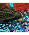 Aquatic Foods Inc. Sinking Wafers of Algae Spirulina and Vegetables Ideal for Plecos Bottom Fish Catfish Shrimp Snails Cray