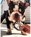 The Lazy Dog Pup-Pie - Original Pup-Pie - Happy Birthday Dog Treat for a Special Dog, 5 oz (Bacon, Pie with Treats)