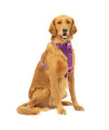 Kurgo Tru-Fit Enhanced Strength Dog Harness - Crash Tested Car Safety Harness for Dogs, No Pull Dog Harness, Includes Pet Safety Seat Belt, Steel Nesting Buckles (Deep Violet, X-Large)