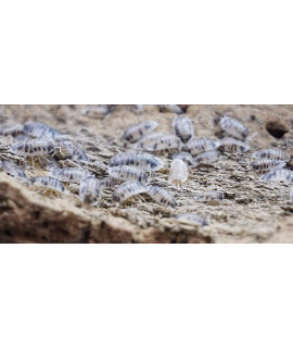 Dairy Cow Porcellio Laevis Isopods Live Roly Poly Cleanup Crew 20 Count Reptile Food
