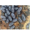 Armadillidium Frontirostre Isopods Live Roly Poly Cleanup Crew Reptile Food