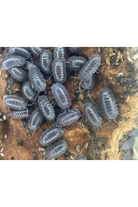 Armadillidium Frontirostre Isopods Live Roly Poly Cleanup Crew Reptile Food