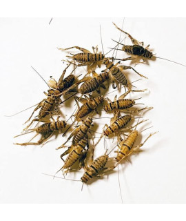 NutriCricket 1000 Live Banded Crickets (Medium (1/2" - 5/8"))