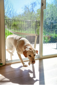 Screen Pet Door Conversion Kit | Doggie Door for Screen Door| Patio Screen, Sliding Glass Door Screen, Porch Screens | Convert Your Screen Into A Cat Door or Doggie Door for Screen Door, White Tape