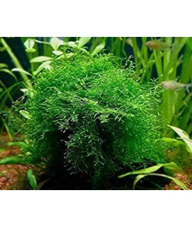 Java Moss Portion In 4 Oz Cup - Easy Live Fresh Water Aquarium Plants