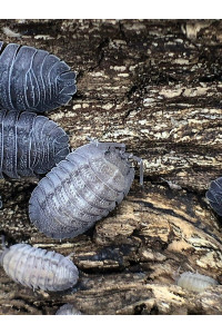 Armadillidium Peraccae Live Isopods Roly Poly Clean Up Crew Reptile Food (30 Count)