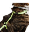 Petco Brand - YOULY Green Glow in The Dark Cat Harness & Lead