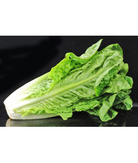 500 Romaine Lettuce Seeds For Sprouting, Garden Lettuce Seeds For Planting,Microgreen Seeds Planting Seeds For Home Vegetable Garden (Romaine Lettuce, Parris Island Cos, 1G)