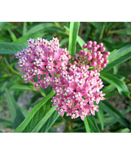 360 Milkweed Seeds For Planting Attracts Monarch And Other Butterflies To Your Garden