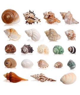 Wedosoy 21Pcs Hermit Crab Shells Large Medium Small Sea Conch Size 12 - 39, Opening Size 05 - 2 Growth Turbo Seashells For Natural Hermit Crab Supplies